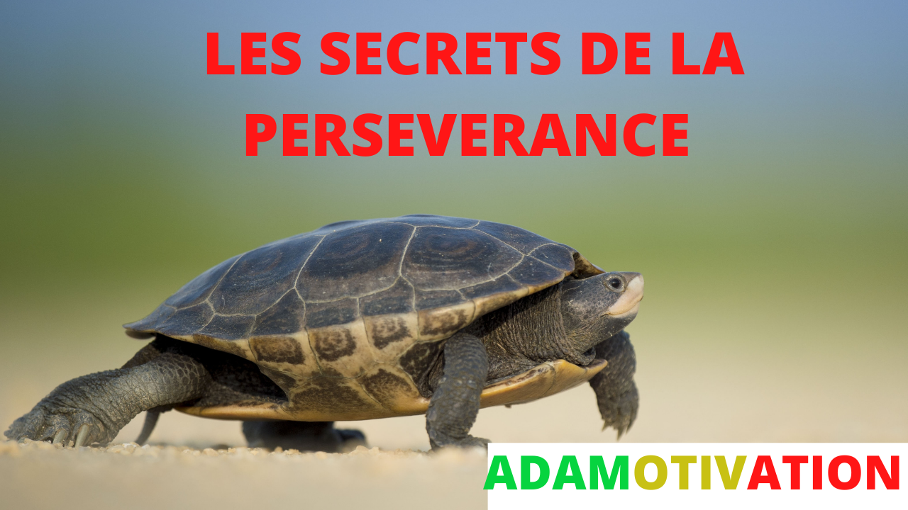 LES (2)